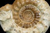 Massive, Jurassic Ammonite (Kranosphinctites?) Fossil - Madagascar #175781-1